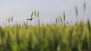 צילום המתבונן מתוך השדה אל עבר הפשוש שמצא גבעול חיטה גבוה לצפייה טובה אל עומק השדה. צילום נהדר למשרד, לסלון הביתי וגם לחדרי השינה
