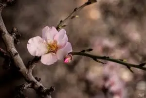תמונת ניצן ופרח השקד ממגוון תמונות של פרחים לבית ולמשרד